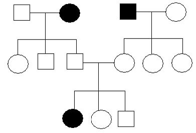 BVHS Genetics Quiz: Inheritance Patterns - Quiz